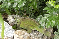 coral bay outlook lizard